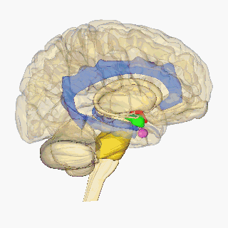 El cerebro es reticente al cambio
